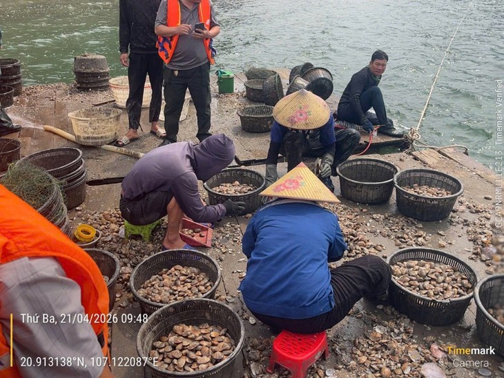 Phát hiện liên tiếp 4 vụ nuôi trồng thủy sản trái phép trên Vịnh Hạ Long
- Ảnh 2. Phát hiện liên tiếp 4 vụ nuôi trồng thủy sản trái phép trên Vịnh Hạ Long
- Ảnh 2.
