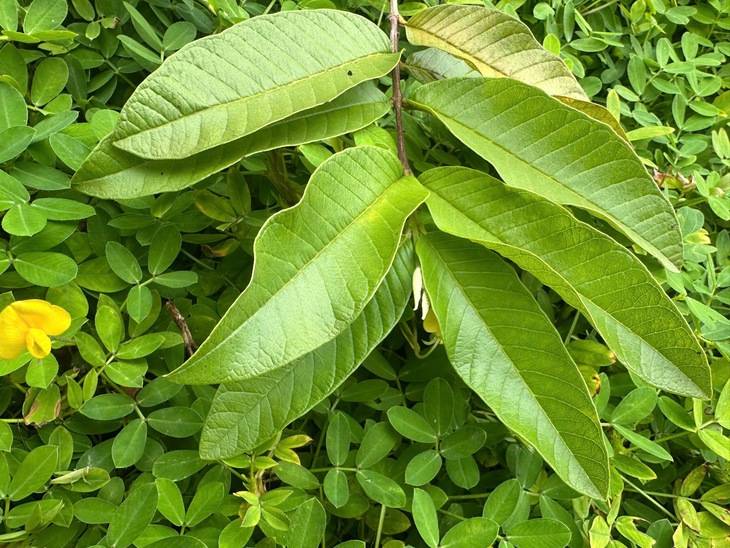 Uống nước lá ổi có tác dụng gì?- Ảnh 2.