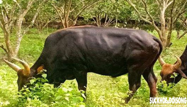 Đàn động vật quý hiếm tại Khánh Hòa 'tắc' ở khâu sinh sản- Ảnh 3. Đàn động vật quý hiếm tại Khánh Hòa 'tắc' ở khâu sinh sản- Ảnh 3.