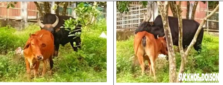 Đàn động vật quý hiếm tại Khánh Hòa 'tắc' ở khâu sinh sản- Ảnh 1. Đàn động vật quý hiếm tại Khánh Hòa 'tắc' ở khâu sinh sản- Ảnh 1.