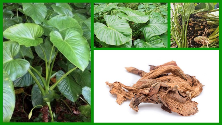 Công dụng quý giá của Thiên niên kiện với sức khỏe xương khớp- Ảnh 1.
