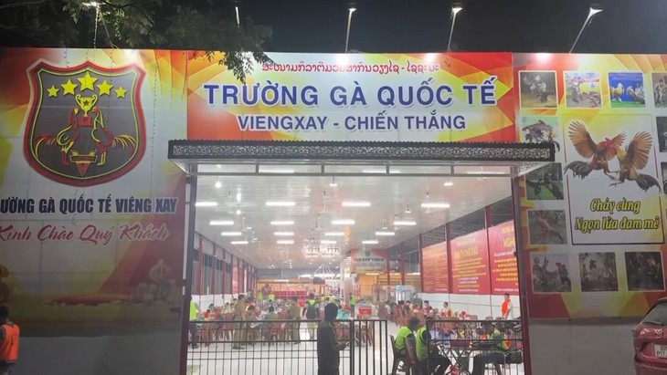Triệt phá trường gà quốc tế Viêng Xay quy mô đặc biệt lớn- Ảnh 1.