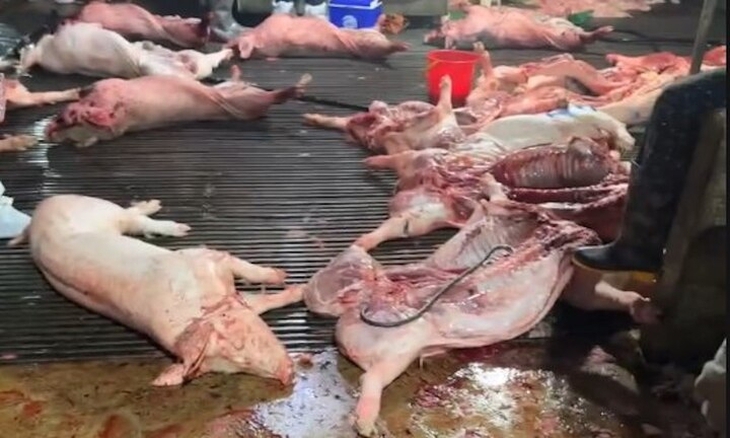 Thịt lợn bẩn 'chễm chệ' trong bữa ăn học đường báo động an toàn xã hội- Ảnh 1. Thịt lợn bẩn 'chễm chệ' trong bữa ăn học đường báo động an toàn xã hội- Ảnh 1.