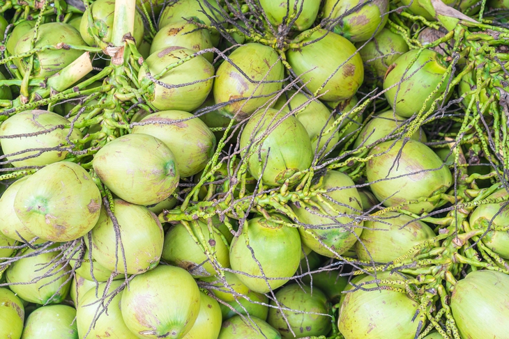 Uống nước dừa mỗi ngày huyết áp thay đổi như thế nào?- Ảnh 1.