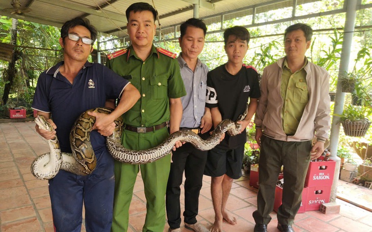Khống chế và giao nộp cá thể trăn hoang dã cho cơ quan chức năng
- Ảnh 2.