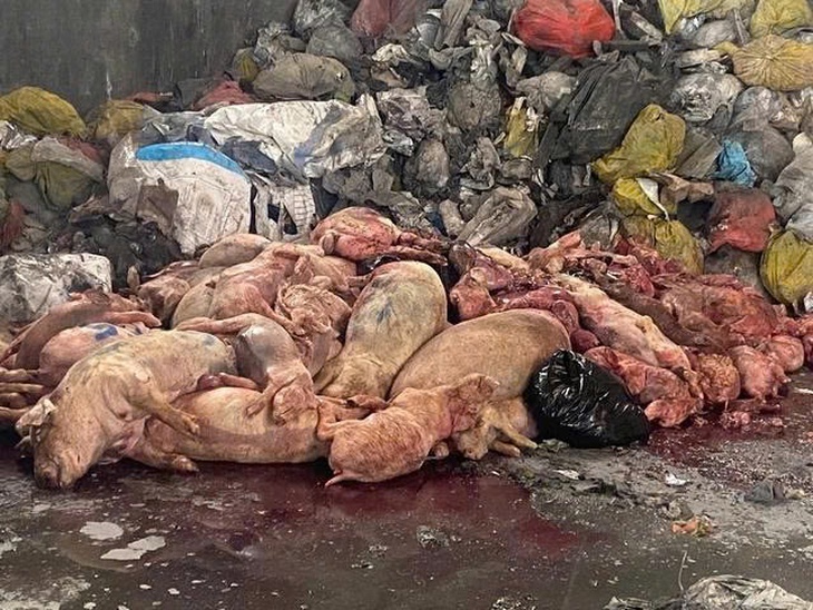 Phát hiện hàng tấn lợn chết đang phân hủy, bốc mùi trên đường đi tiêu thụ ở TPHCM- Ảnh 1. Phát hiện hàng tấn lợn chết đang phân hủy, bốc mùi trên đường đi tiêu thụ ở TPHCM- Ảnh 1.