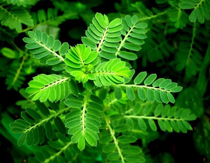 6 vị thuốc quen thuộc giúp mát gan trong ngày nắng nóng- Ảnh 2.