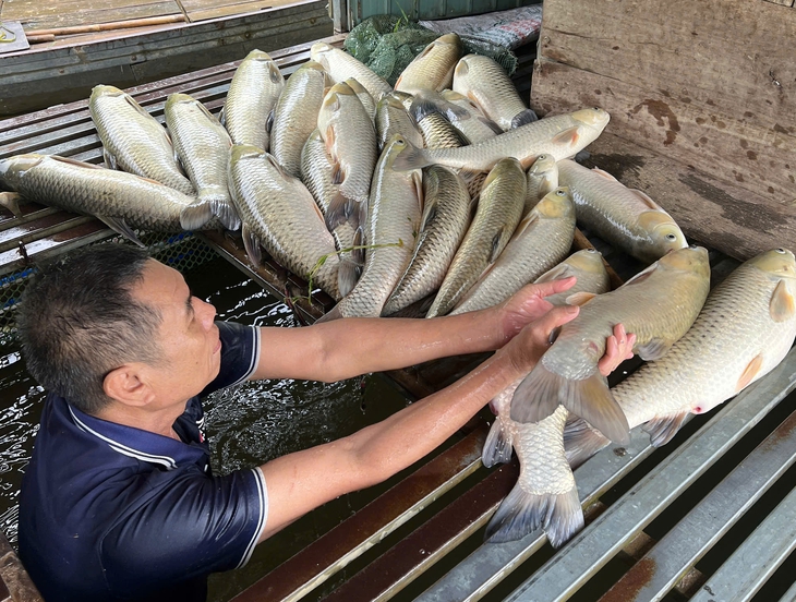 Vụ cá chết hàng loạt ở sông Lam: Mẫu nước đều nằm trong giới hạn cho phép- Ảnh 1.