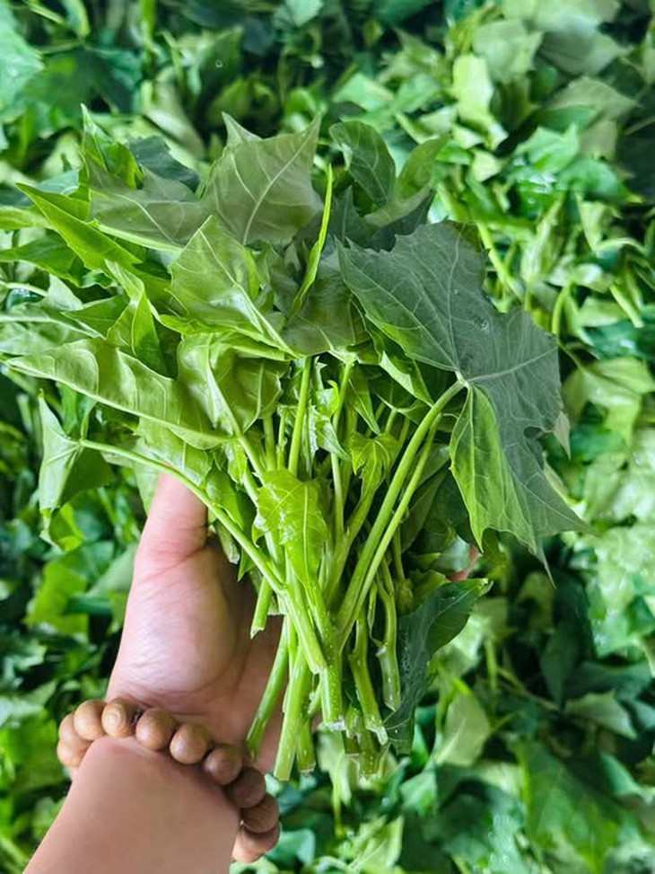 Cây rau mì chính bắt nguồn từ đâu?- Ảnh 1. Cây rau mì chính bắt nguồn từ đâu?- Ảnh 1.