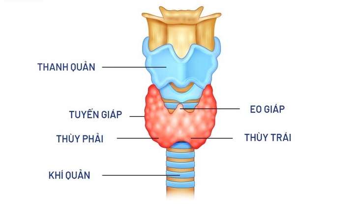 Khi nào người bệnh tuyến giáp cần thay đổi chế độ ăn?- Ảnh 1.