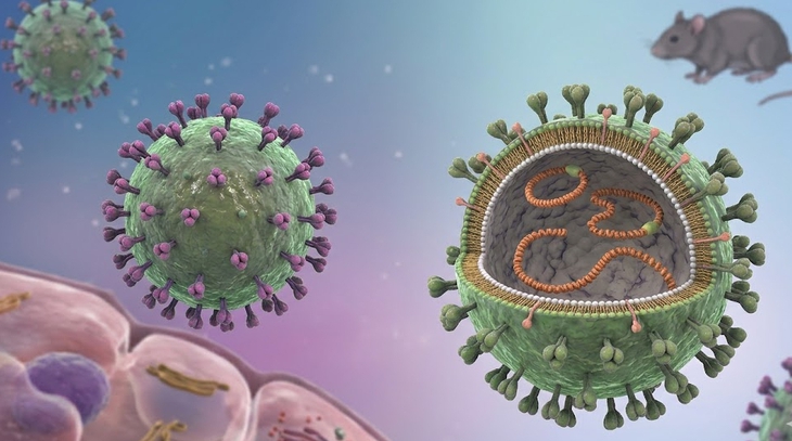 Cảnh giác nguy cơ nhiễm virus Hanta từ thực phẩm bị chuột xâm nhập- Ảnh 1.