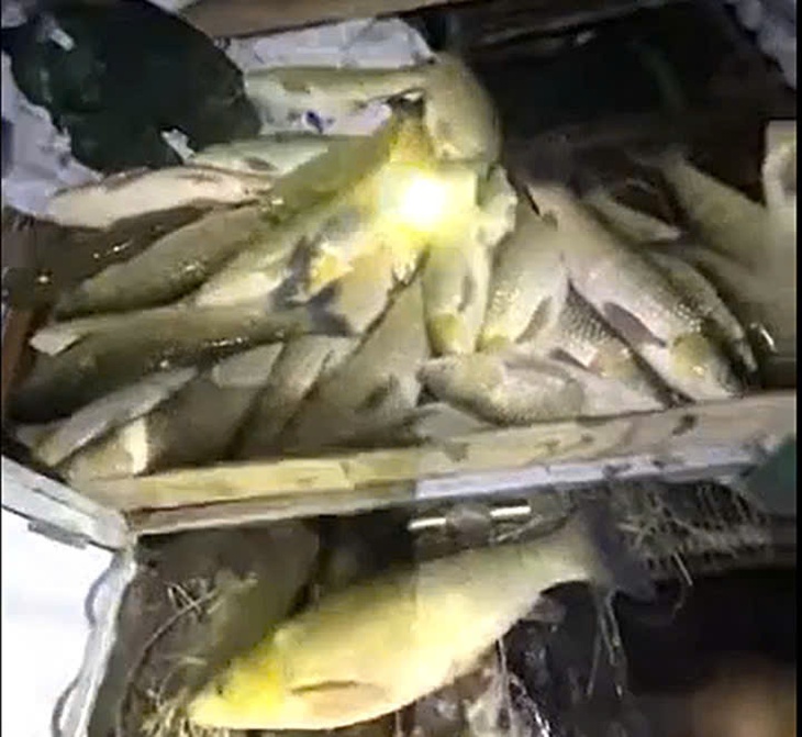 Cá trên sông Lam tiếp tục chết, lan hàng chục kilomet xuống hạ lưu, người dân lo lắng- Ảnh 1.
