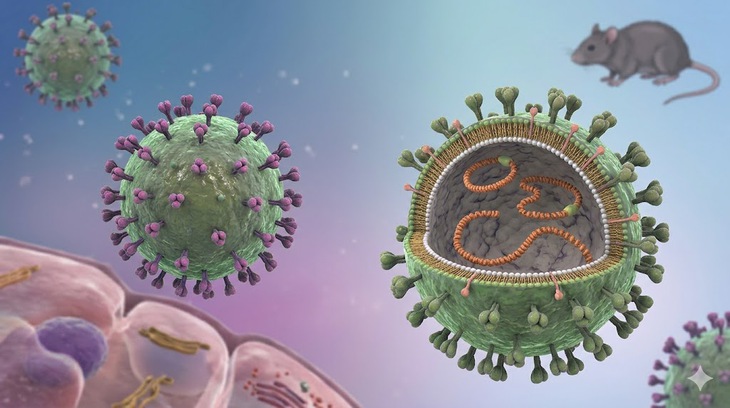 Bộ Y tế khuyến cáo phòng bệnh sau chùm ca nhiễm virus Hanta trên tàu du lịch quốc tế- Ảnh 1. Bộ Y tế khuyến cáo phòng bệnh sau chùm ca nhiễm virus Hanta trên tàu du lịch quốc tế- Ảnh 1.