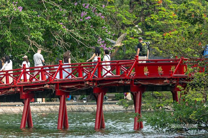 Chim hoang dã tạo khung cảnh yên bình giữa phố thị Hà Nội- Ảnh 1.