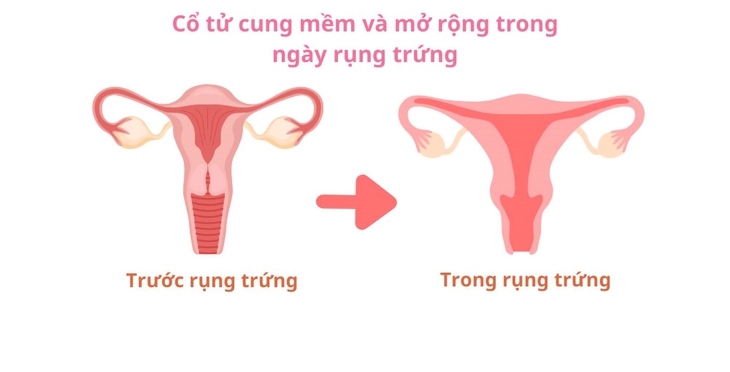 12 dấu hiệu giúp chị em nhận biết mình đang rụng trứng- Ảnh 1. 12 dấu hiệu giúp chị em nhận biết mình đang rụng trứng- Ảnh 1.