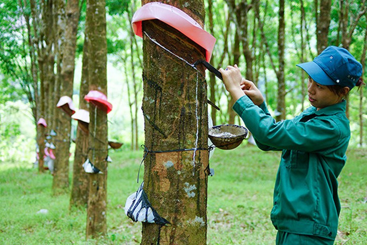 cổ phiếu gvr.jpg