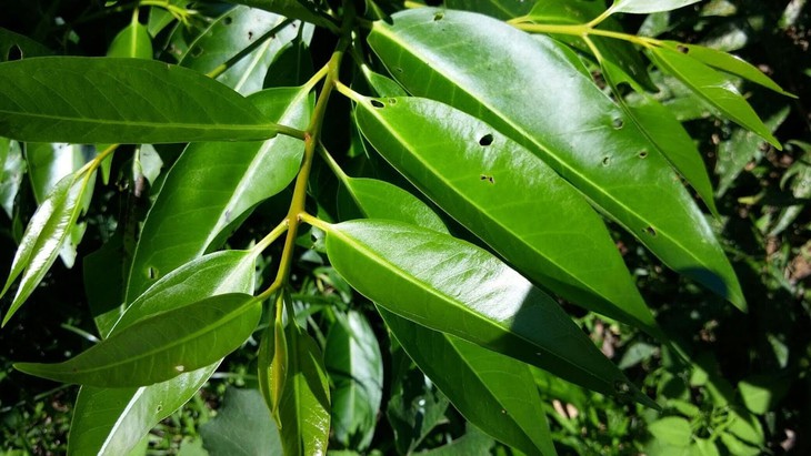 2 thời điểm tốt nhất để uống nước lá vối- Ảnh 1.