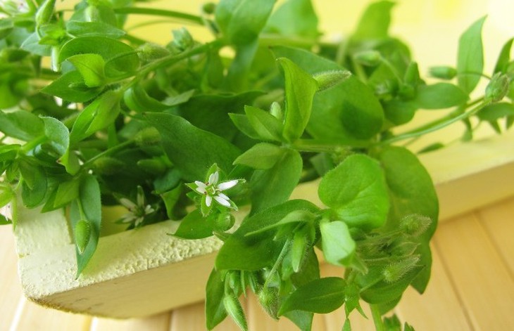 Tiềm năng làm đẹp từ rau xương cá - Ảnh 1.
