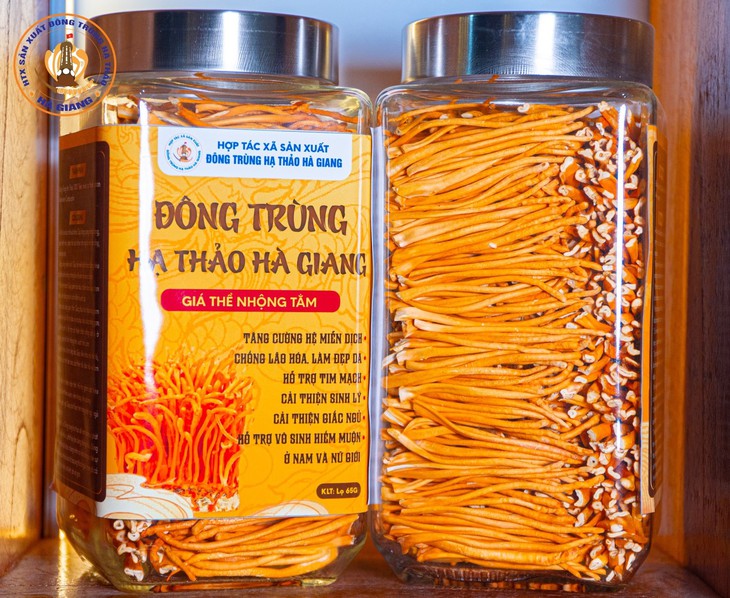 HTX Đông trùng hạ thảo Hà Giang: Nâng tầm dược liệu quý với giá thể sâu chít giàu dinh dưỡng- Ảnh 1.