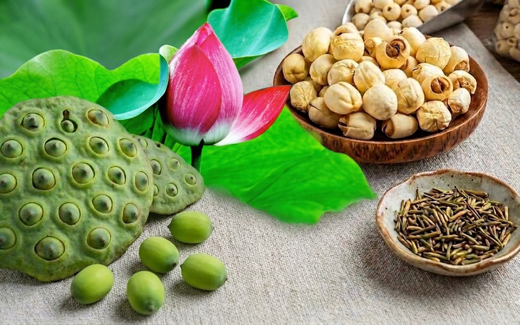 Mất ngủ nên ăn hạt sen tươi hay hạt sen khô để dễ vào giấc? - Ảnh 2.