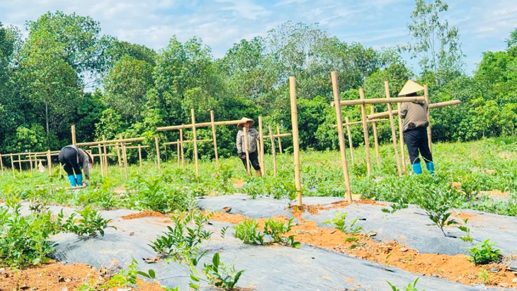 Công ty Dược liệu Tràng An Ninh Bình: Hành trình bảo tồn nguồn gen dược liệu quý của người phụ nữ tâm huyết - Ảnh 2.