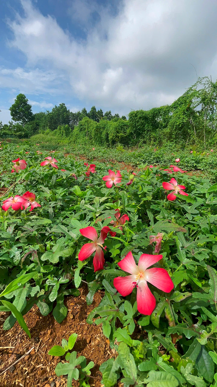 Công ty Dược liệu Tràng An Ninh Bình: Hành trình bảo tồn nguồn gen dược liệu quý của người phụ nữ tâm huyết - Ảnh 3.