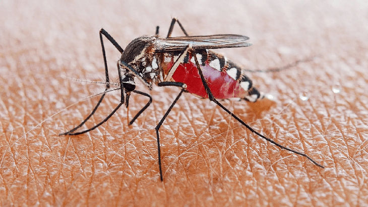 Muỗi đốt người nhiễm HIV rồi đốt người khác có lây bệnh không? - Ảnh 1.