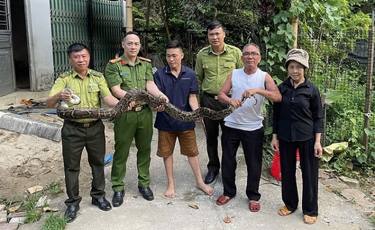 Khống chế và giao nộp cá thể trăn hoang dã cho cơ quan chức năng
- Ảnh 1.
