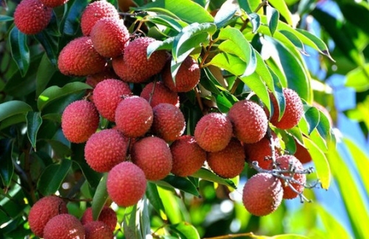 Ăn vải có nóng không? Cách ăn không lo nổi mụn- Ảnh 1.