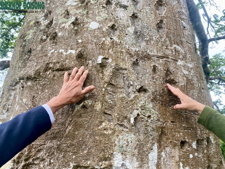 Mang trong mình chất độc, cây cổ thụ trăm tuổi trở thành báu vật của làng quê- Ảnh 2. Mang trong mình chất độc, cây cổ thụ trăm tuổi trở thành báu vật của làng quê- Ảnh 2.