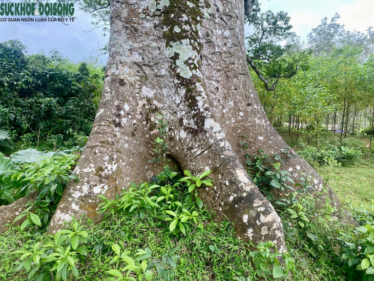 Mang trong mình chất độc, cây cổ thụ trăm tuổi trở thành báu vật của làng quê- Ảnh 3. Mang trong mình chất độc, cây cổ thụ trăm tuổi trở thành báu vật của làng quê- Ảnh 3.