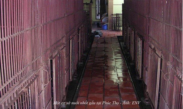 Kêu gọi đưa toàn bộ gấu nuôi nhốt ở Phúc Thọ, Hà Nội vào trung tâm cứu hộ- Ảnh 1. Kêu gọi đưa toàn bộ gấu nuôi nhốt ở Phúc Thọ, Hà Nội vào trung tâm cứu hộ- Ảnh 1.