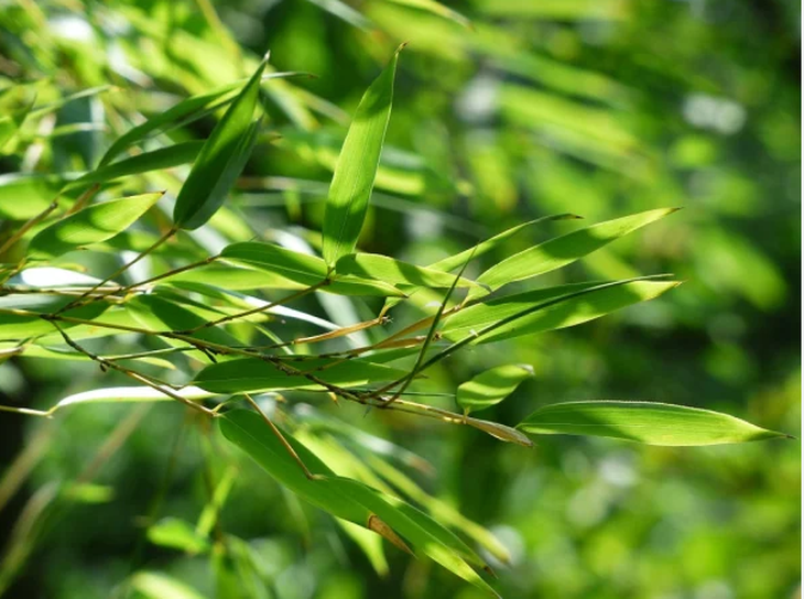 Người tăng huyết áp uống nước lá tre có tốt không?- Ảnh 1.