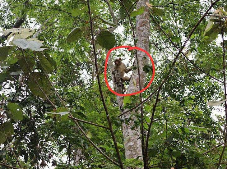 Hình ảnh thú vị về động vật quý hiếm mới được thả về rừng ở Đắk Lắk- Ảnh 6.