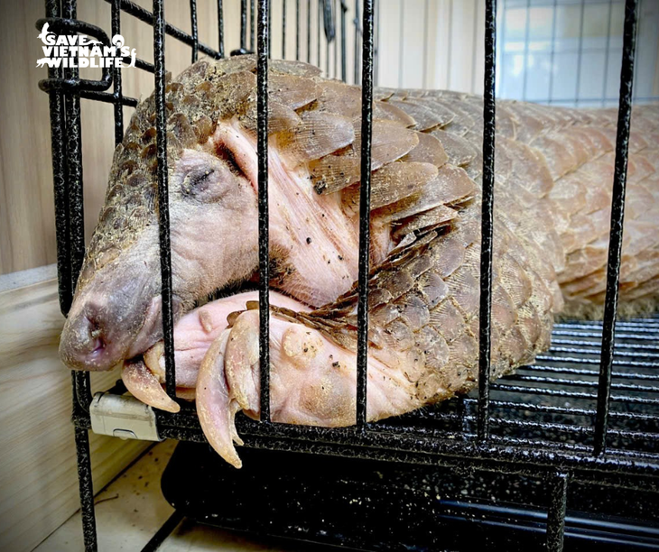 Cứu hộ kịp thời cá thể tê tê bị nhồi nhét thức ăn để tăng trọng lượng nhằm buôn bán trái phép- Ảnh 1.