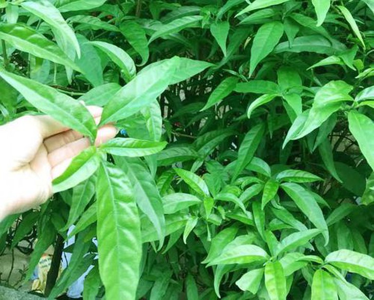 Dùng cây xương khỉ thế nào để không mất chất?- Ảnh 1.