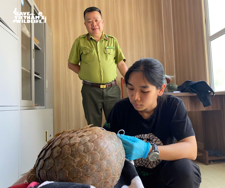 Cứu hộ kịp thời cá thể tê tê bị nhồi nhét thức ăn để tăng trọng lượng nhằm buôn bán trái phép- Ảnh 2.