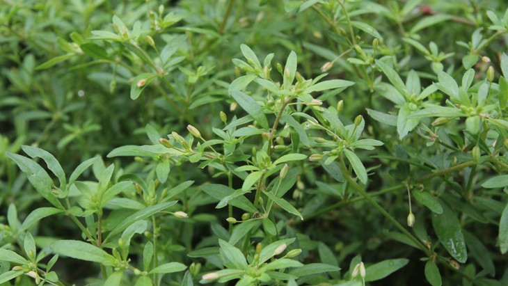 Món ăn bài thuốc hỗ trợ thanh nhiệt, giải độc gan hiệu quả từ rau đắng đất - Ảnh 1.