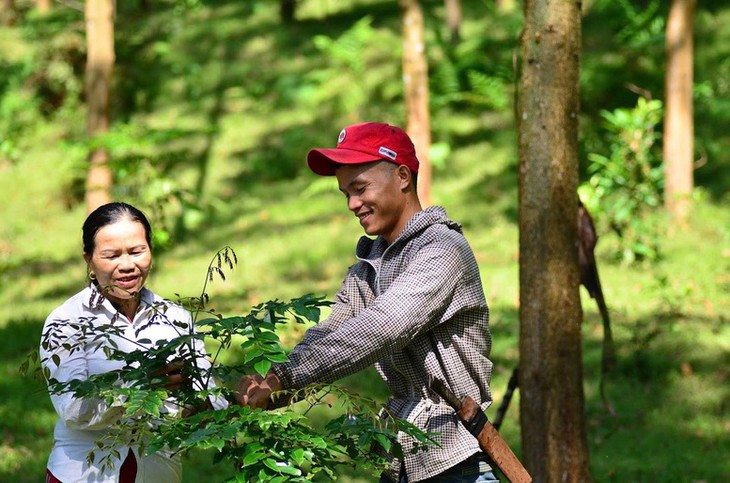 Lợi ích kép của mô hình trồng dược liệu tạo tín chỉ carbon - Ảnh 1.