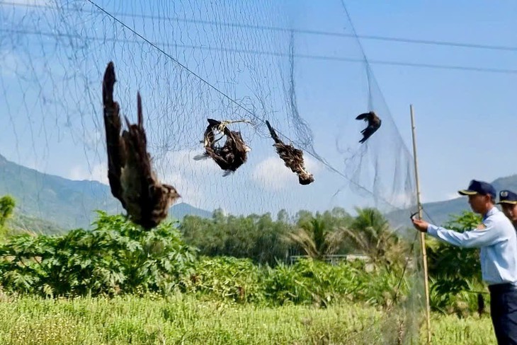 Phát hiện hàng trăm vụ săn bắt loài chim tạo ra đặc sản quý- Ảnh 2.