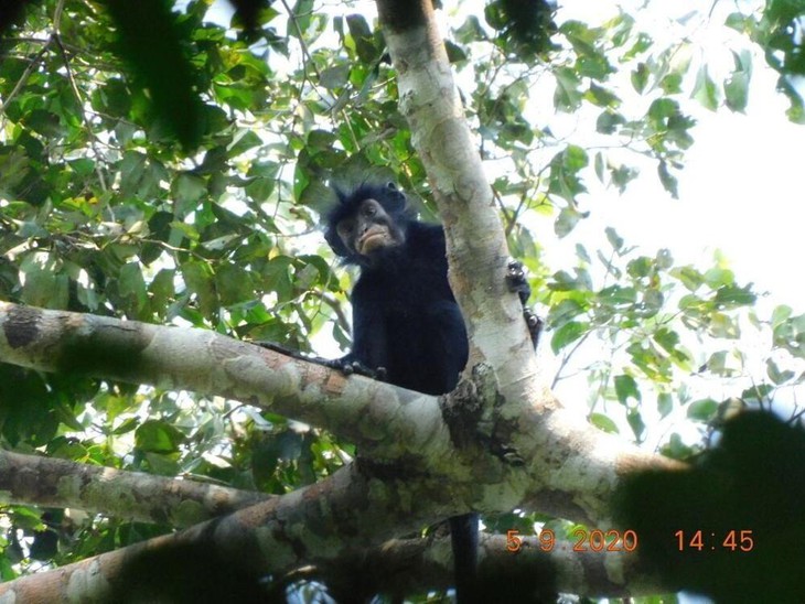 Phát hiện lòai khỉ mới Colobus congoensis tại Công viên Quốc gia Lomami ở Congo - Ảnh 1.
