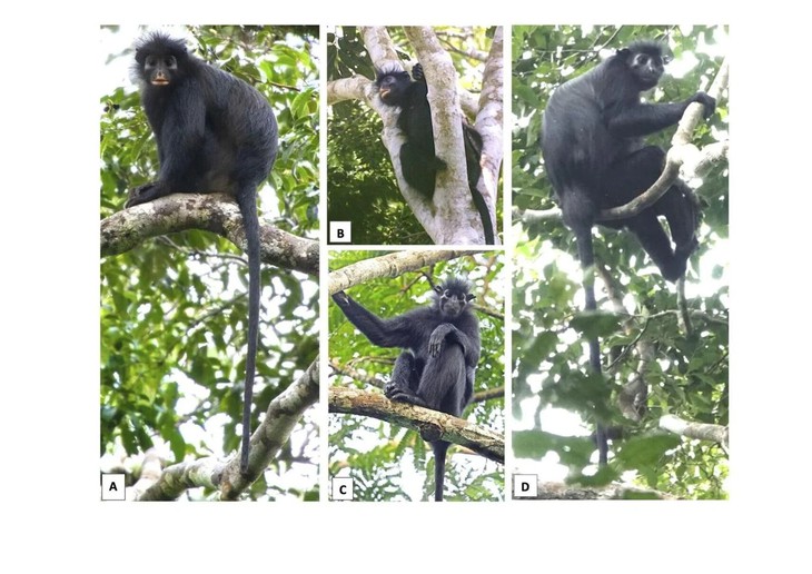Phát hiện lòai khỉ mới Colobus congoensis tại Công viên Quốc gia Lomami ở Congo - Ảnh 2.
