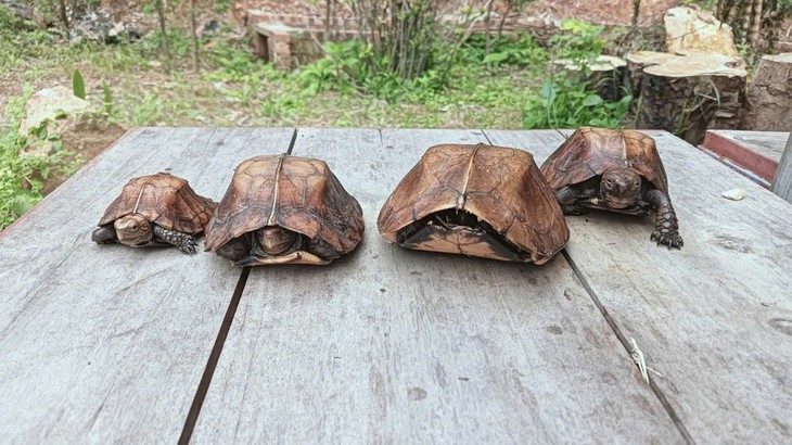 Phát hiện 4 cá thể rùa sa nhân quý hiếm trong ba lô người đàn ông đi rừng- Ảnh 1.