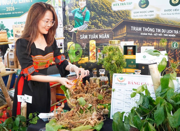 Đưa ‘Quốc bảo’ xuống phố, Đà Nẵng lần đầu tổ chức lễ hội sâm quốc tế- Ảnh 1.
