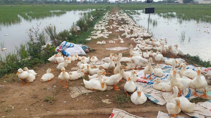 Nghệ An khẩn trương dập dịch H5N1, tiêu hủy 17.000 con gia cầm- Ảnh 1.