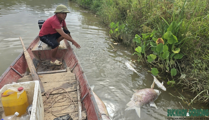 Cá chết trắng lồng trên sông Lam- Ảnh 1.
