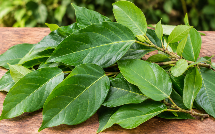 Tác dụng khi dùng lá sung có nốt sần - Ảnh 3.