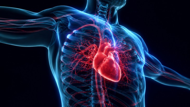 Bí mật về ' bộ não thứ hai ' trong trái tim và những phát hiện bất ngờ - Ảnh 3.