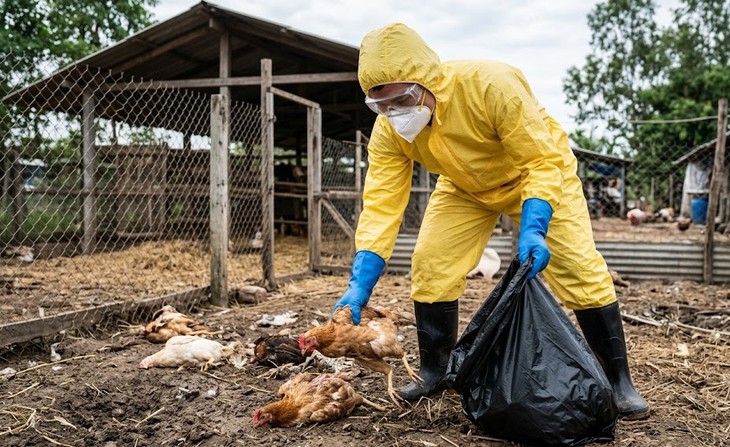 Mắt đỏ có thể là dấu hiệu đầu tiên mắc H5N1 sau khi tiếp xúc gia cầm nhiễm bệnh- Ảnh 1.