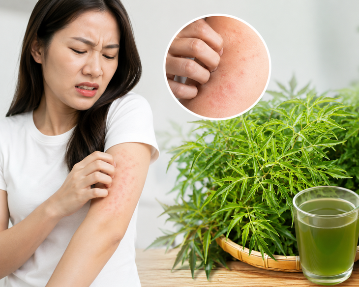 4 sai lầm cần nhớ khi sử dụng lá đinh lăng - Ảnh 1.
